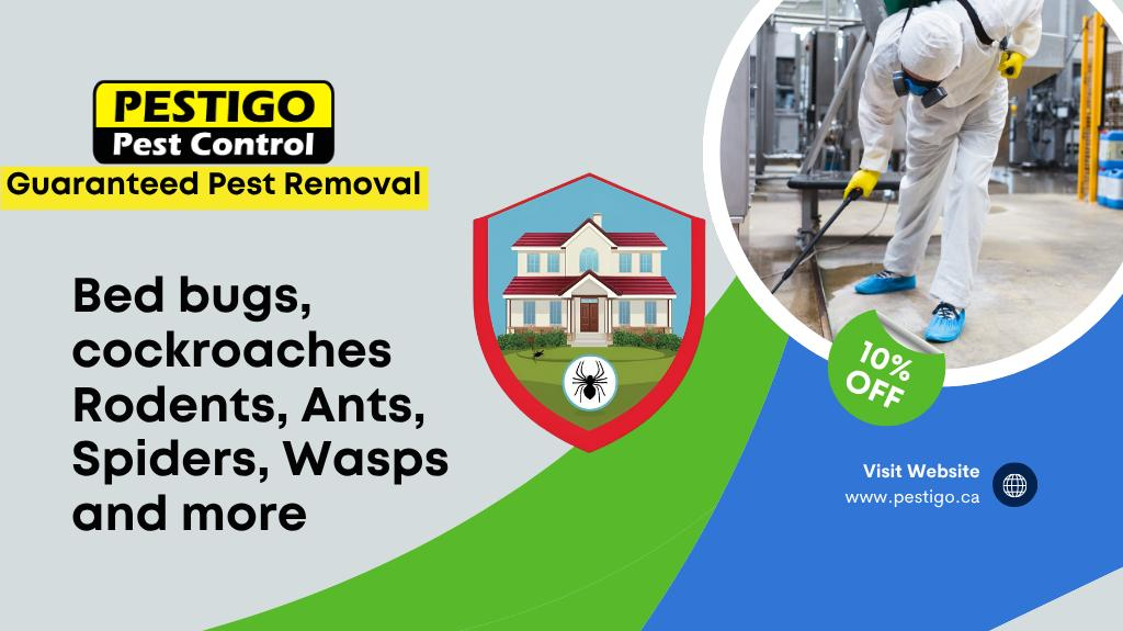 Cover photo of Pestigo Pest Control Hamilton
